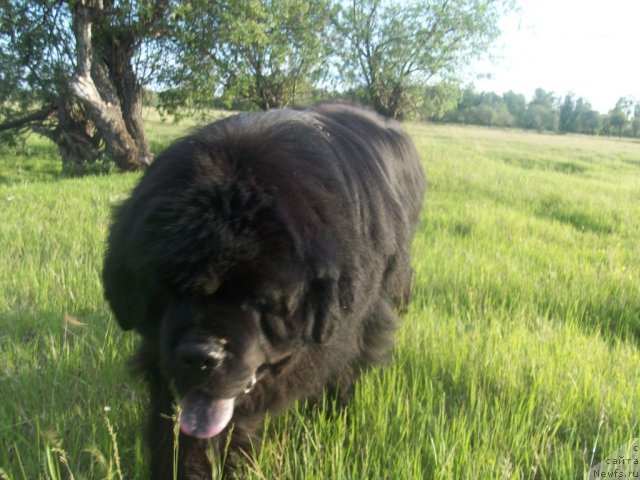 Фото: ньюфаундленд Карат из Медвежьего Яра (Karat iz Medvejyego Yara)