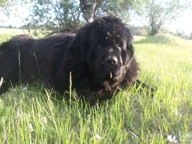 Фото: ньюфаундленд Ярада из Сибирской Глубинки (Yarada iz Sibirskoy Glubinki)