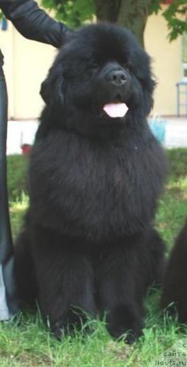 Фото: ньюфаундленд Жгучий Брюнет с Берега Дона