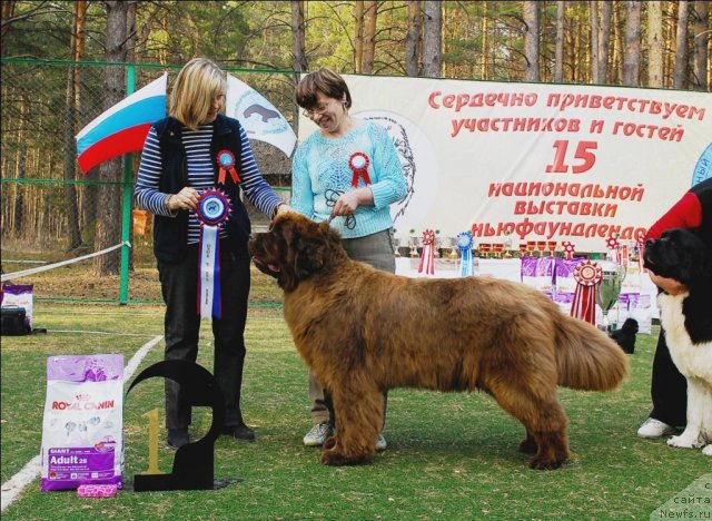 Фото: ньюфаундленд Изабель из Царства Медведей