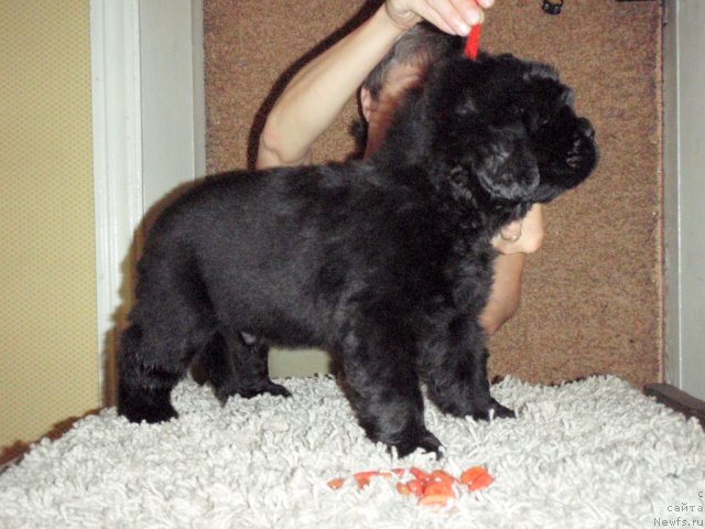 Фото: ньюфаундленд С'Нежная Вьюга Альянико Дель Вультуре (S'Nezhnaya Vjuga Alyaniko del Vulture)