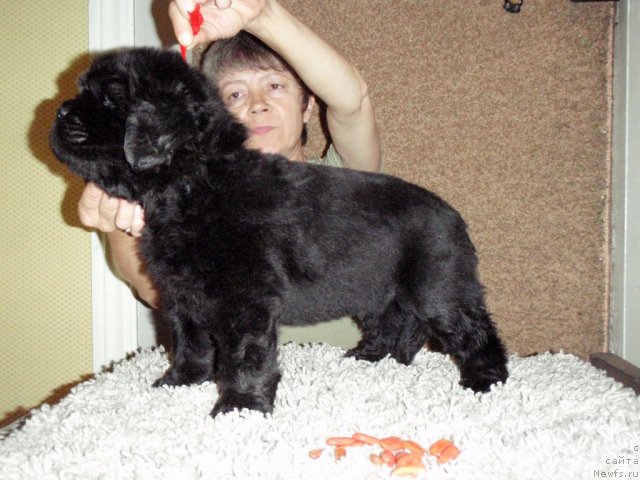 Фотография № 70202