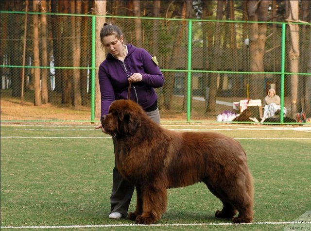 Фото: ньюфаундленд Командор из Медвежьего Яра
