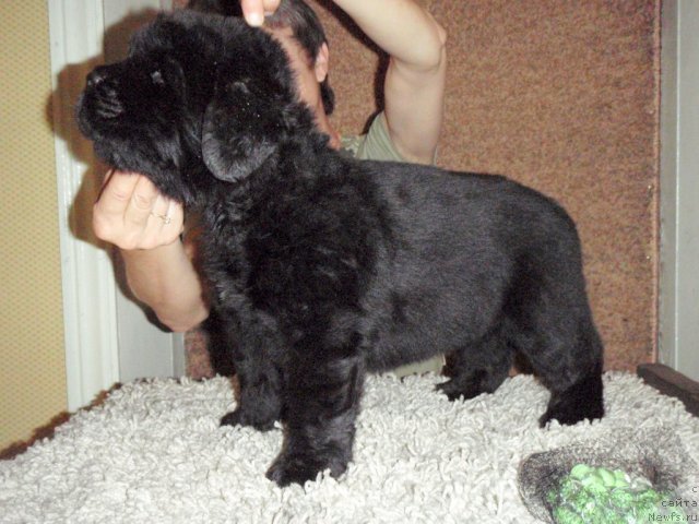 Фото: ньюфаундленд С'Нежная Вьюга Абрау Дюрсо (S'Nezhnaya Vjuga Abrau Durso)