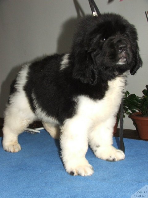 Фото: ньюфаундленд Плюшевая Панда Улыбка Леди Шарм (Plushevaya Panda Ulybka Ledi Scharm)