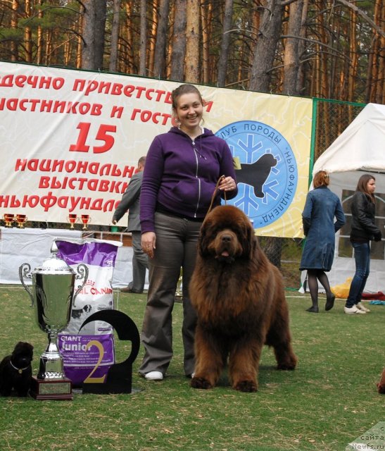 Фото: ньюфаундленд Командор из Медвежьего Яра