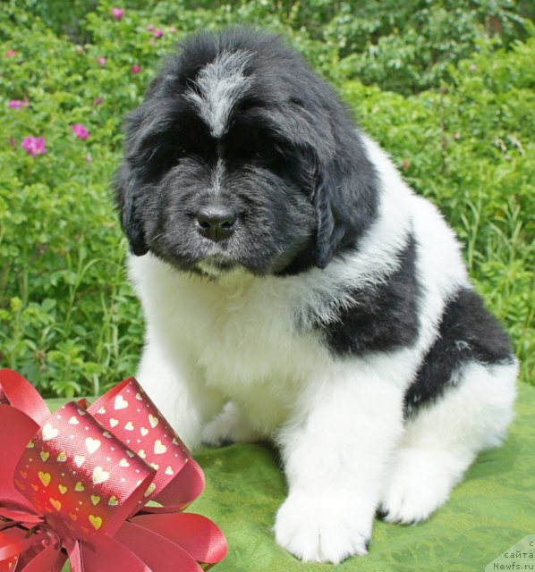 Фото: Piternyuf I'll Stand By You