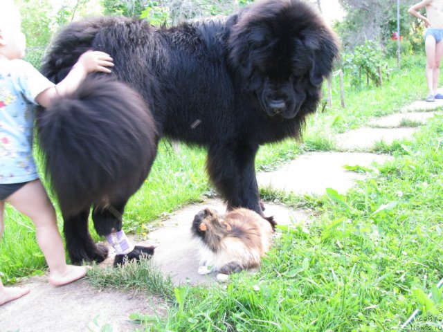 Фото: ньюфаундленд Фанньюф Уилгрэм Сэр