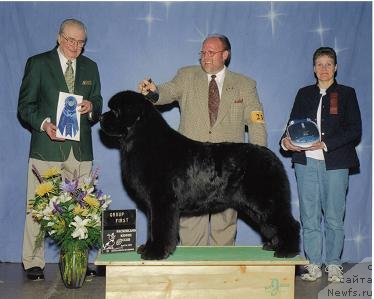 Фото: ньюфаундленд Seabrooks Beacon Of Pouch Cove