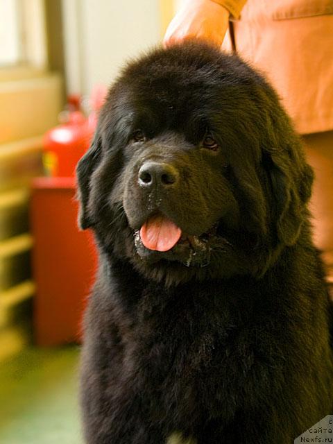 Фото: ньюфаундленд Fiamettahauz Gay Persival (Фиаметтахауз Гай Персиваль)