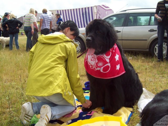 Фото: ньюфаундленд Очень Важная Персона