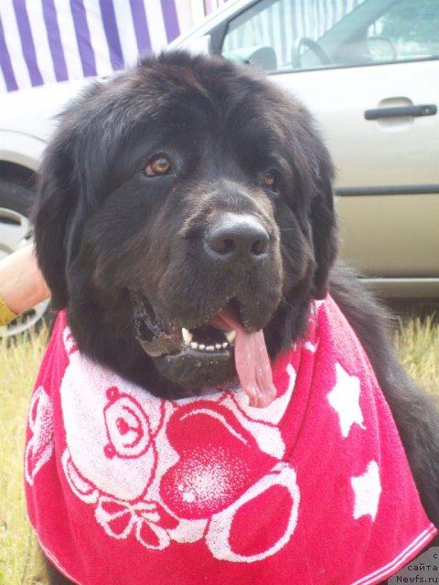 Фото: ньюфаундленд Очень Важная Персона