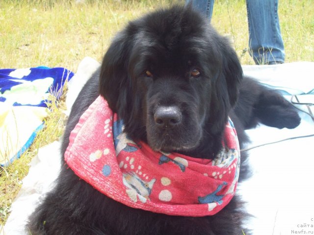 Фото: ньюфаундленд Варвара Вялiкi Мядзведзь (Varvara Vialiki Miadzvedz)