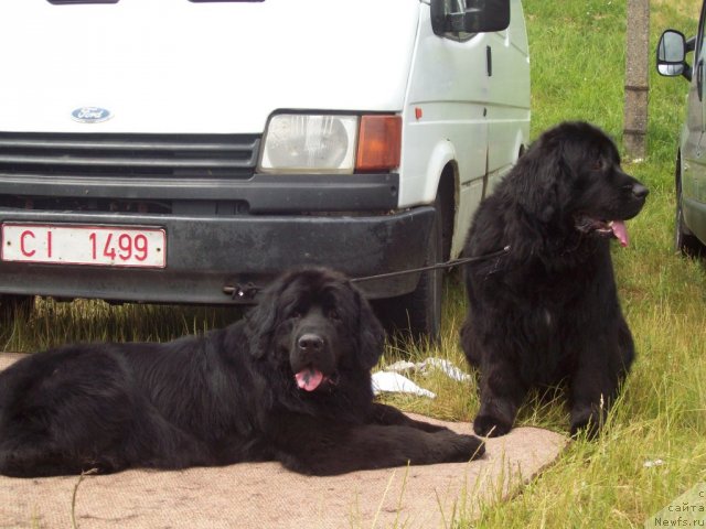 Фото: ньюфаундленд Дайна Куин, ньюфаундленд Ночка Звездная