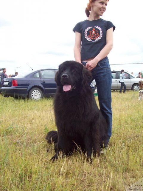 Фото: ньюфаундленд Частичка Души