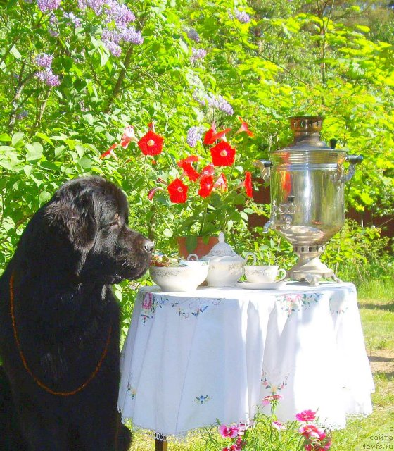 Фото: ньюфаундленд Акватория Келвин Кадриль (Aquatoriya Kelvin Kadril)