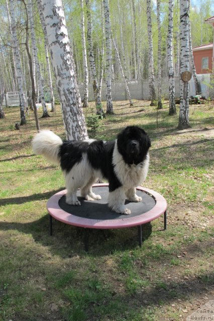 Фото: ньюфаундленд Супер Премиум Жодо Феролли (Super Premium Zhodo Ferolli)