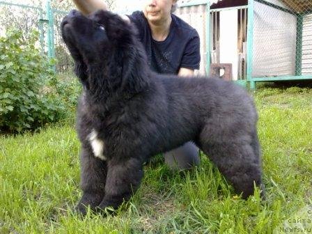 Фото: ньюфаундленд Оливрико Аврора (Olivriko Avrora)