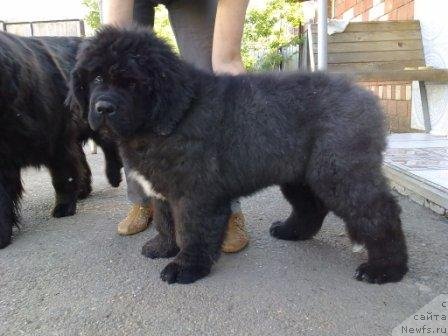 Фото: ньюфаундленд Оливрико Аврора (Olivriko Avrora)