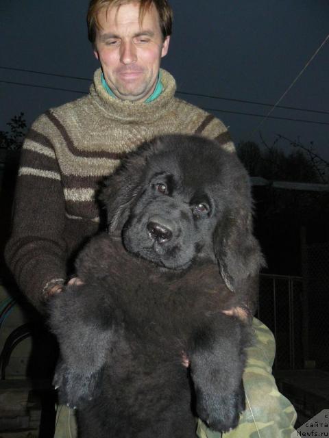 Фото: Алексей Заваруев, ньюфаундленд Пчёлкин Дом Астория