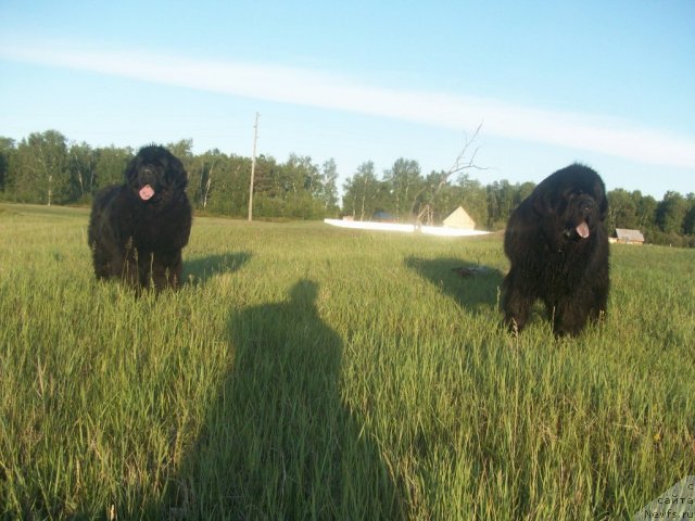 Фото: ньюфаундленд Ярада из Сибирской Глубинки (Yarada iz Sibirskoy Glubinki)
