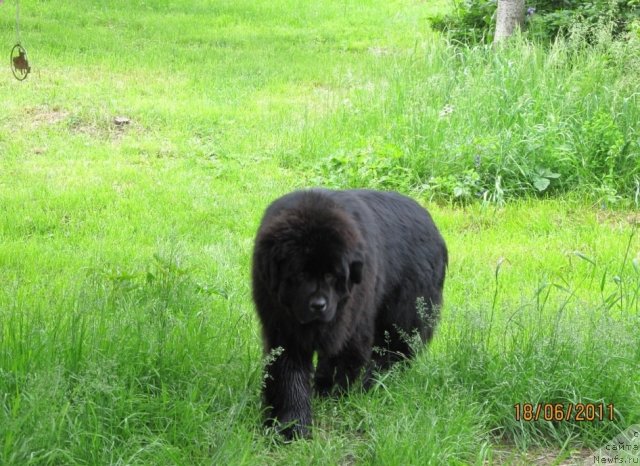 Фото: ньюфаундленд Их Высочество Владлена Маджикс