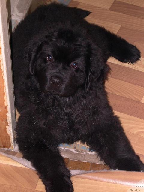 Фото: ньюфаундленд Ван Лен Тайм Венсан Великолепный