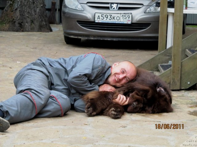 Фото: ньюфаундленд Супер Премиум Брабус, Алексей Нистратов