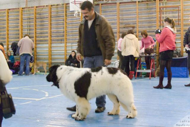 Фото: ньюфаундленд Супер Бизон Батон, Сергей Селезнев