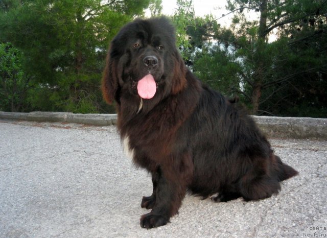 Фото: ньюфаундленд Сент Джонс Фиеста оф Саммер Дей (Sent Djons Fiesta in Summer Day), Фрося