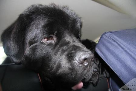 Фото: ньюфаундленд Рестайлинг Фром Шипмэн