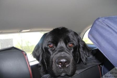 Фото: ньюфаундленд Бонни Флайт