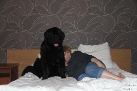 Фото: ньюфаундленд Бонни Флайт, Елена Шигаль