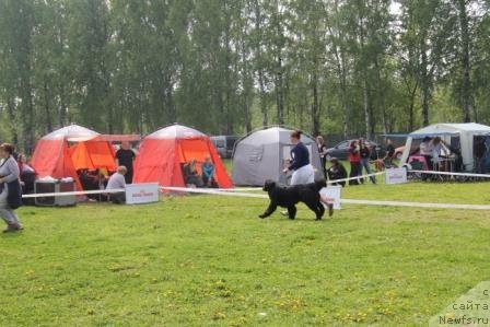 Фото: ньюфаундленд Рестайлинг Фром Шипмэн, Мария Шигаль