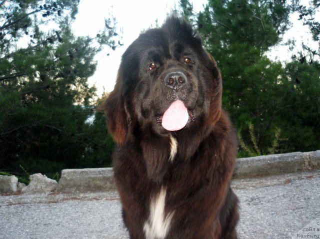 Фото: ньюфаундленд Сент Джонс Фиеста оф Саммер Дей (Sent Djons Fiesta in Summer Day), ньюфаундленд Сент Джонс Фиеста оф Саммер Дей (Sent Djons Fiesta in Summer Day)