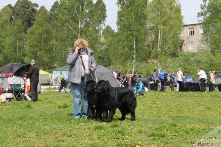 Фото: ньюфаундленд Бонни Флайт, ньюфаундленд Рестайлинг Фром Шипмэн, Елена Шигаль