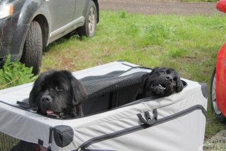 Фото: ньюфаундленд Бонни Флайт, ньюфаундленд Рестайлинг Фром Шипмэн