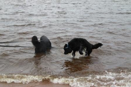 Фото: ньюфаундленд Бонни Флайт, ньюфаундленд Рестайлинг Фром Шипмэн
