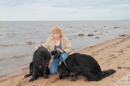 Фото: ньюфаундленд Бонни Флайт, ньюфаундленд Рестайлинг Фром Шипмэн, Елена Шигаль