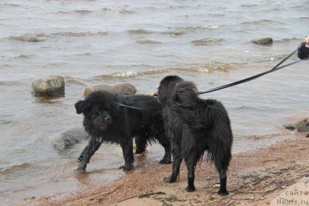 Фото: ньюфаундленд Бонни Флайт, ньюфаундленд Рестайлинг Фром Шипмэн
