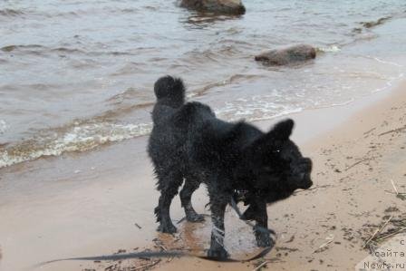 Фото: ньюфаундленд Рестайлинг Фром Шипмэн