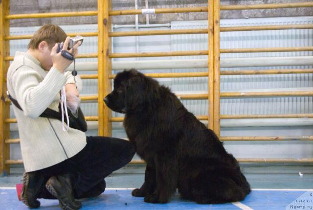 Фото: ньюфаундленд Лесная Сказка Роза Черная, Максим Канунников