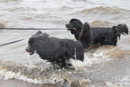 Фото: ньюфаундленд Бонни Флайт, ньюфаундленд Рестайлинг Фром Шипмэн