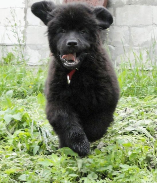 Фото: ньюфаундленд Бегущая по Волнам Дансинг Квин (Beguschaya po Volnam Dancing Queen)
