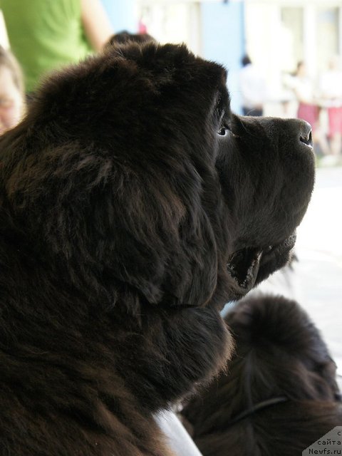 Фото: ньюфаундленд Наварро Дэлюкс из Медвежьего Яра