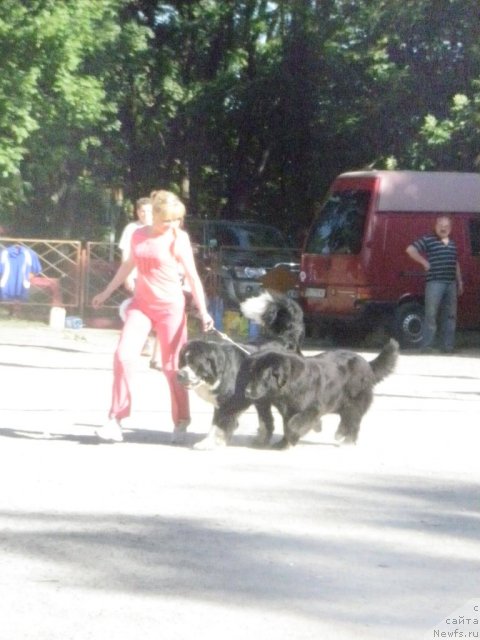 Фото: ньюфаундленд Катрин Шарм оф Бон Пари, ньюфаундленд Маг Исполин Любомир