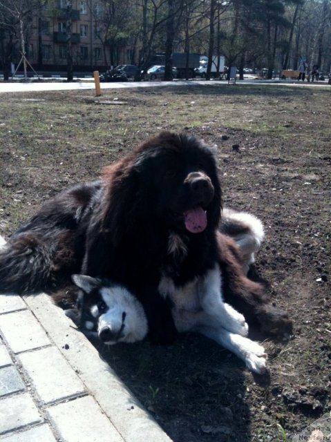 Фото: ньюфаундленд Сент Джонс Фиеста оф Саммер Дей (Sent Djons Fiesta in Summer Day)