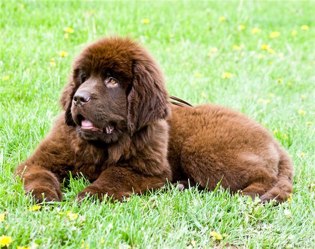 Фото: ньюфаундленд Джипси Ля Висконти