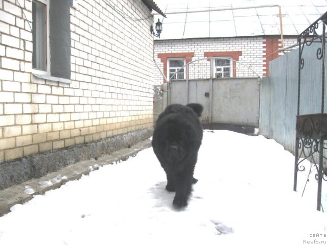 Фото: ньюфаундленд Чумак Большой Малыш (Chumak Bolshoj Malysh)