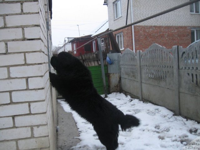 Фото: ньюфаундленд Чумак Большой Малыш (Chumak Bolshoj Malysh)